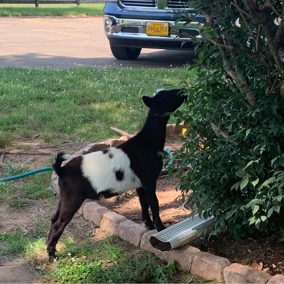 Meet your Posher, Lisa - Picture 6 of 12